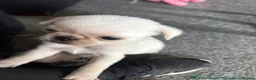 Pug dogs for sale: BEAUTIFUL PUG PUPPIES – NOW AVAILABLE TWO LEFT  - Advert 8