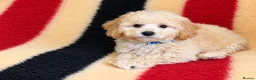 Poochon dogs for sale: Absolutely gorgeous poochon boys ready now  in Chester - Advert 5