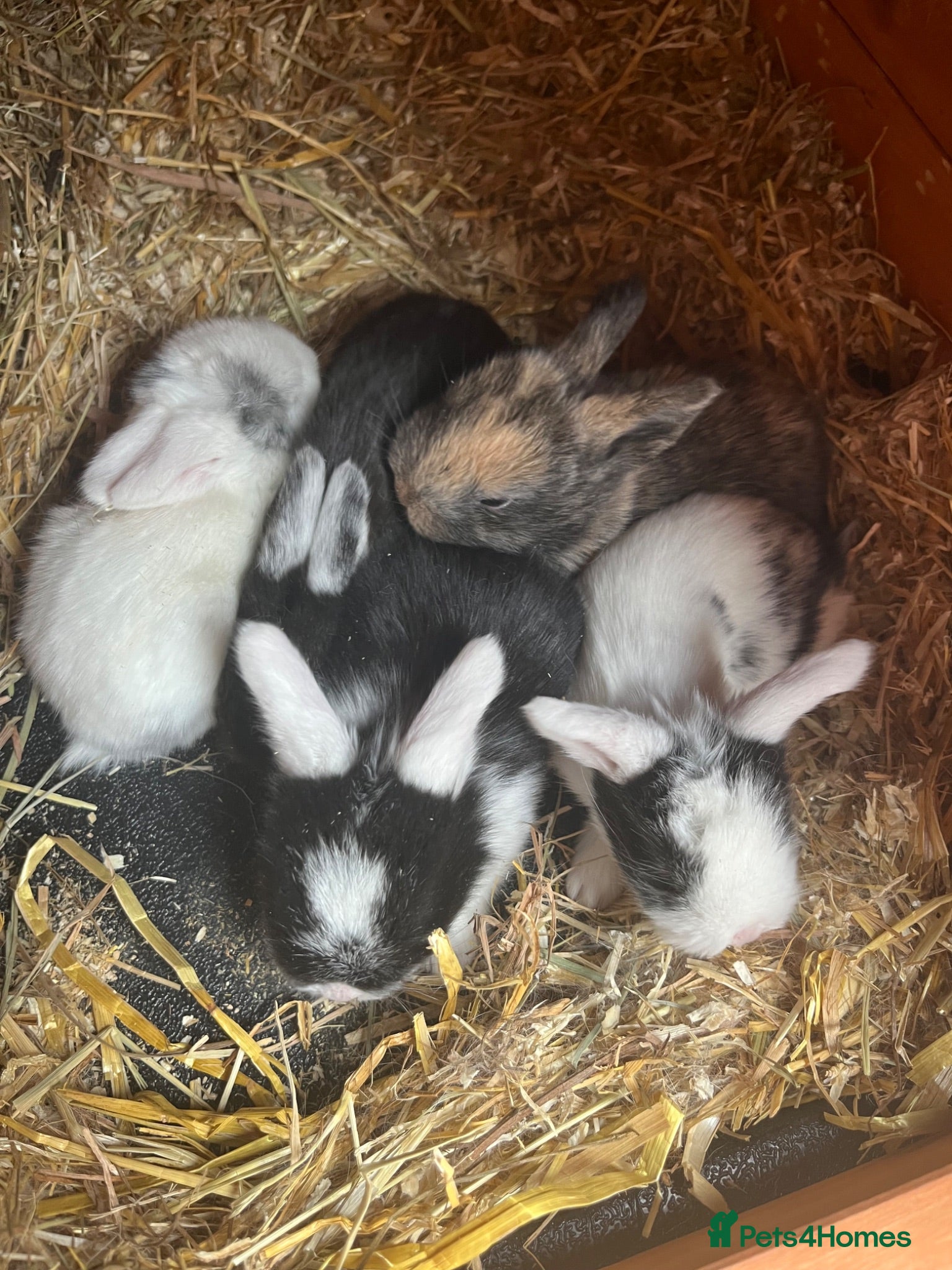 Mini Lop rabbits Mini Lop Babies - Ready to leave end of July  - Advert 3