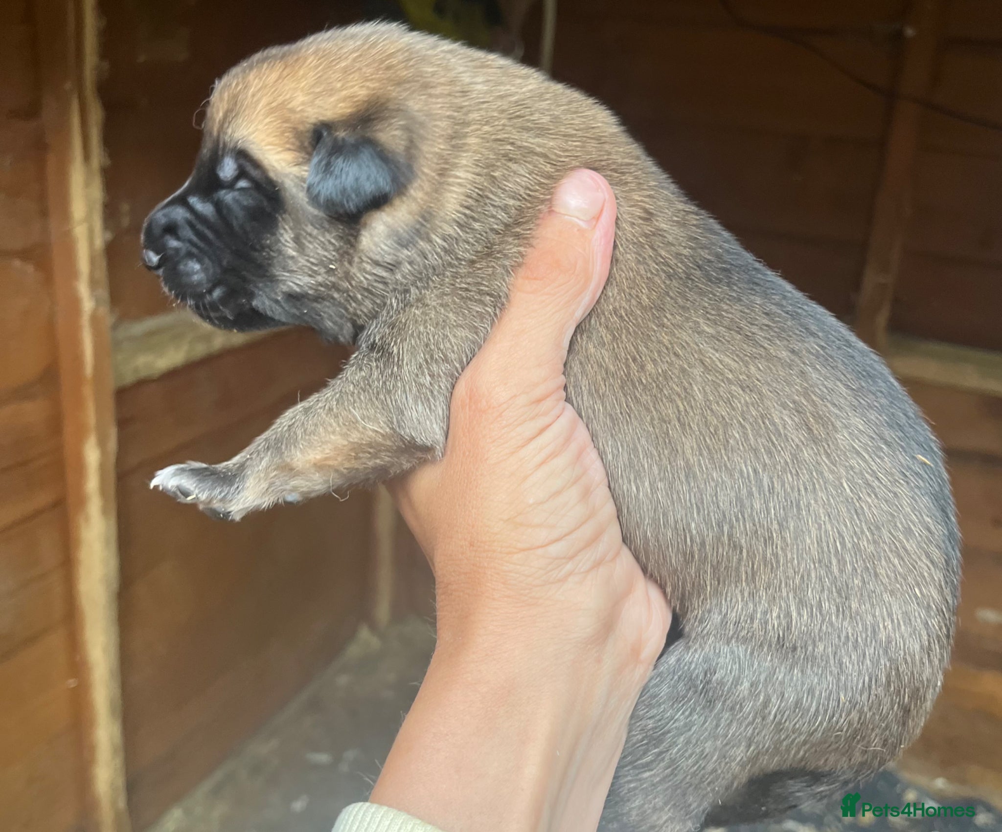 Belgian Shepherd Dog Puppy 3