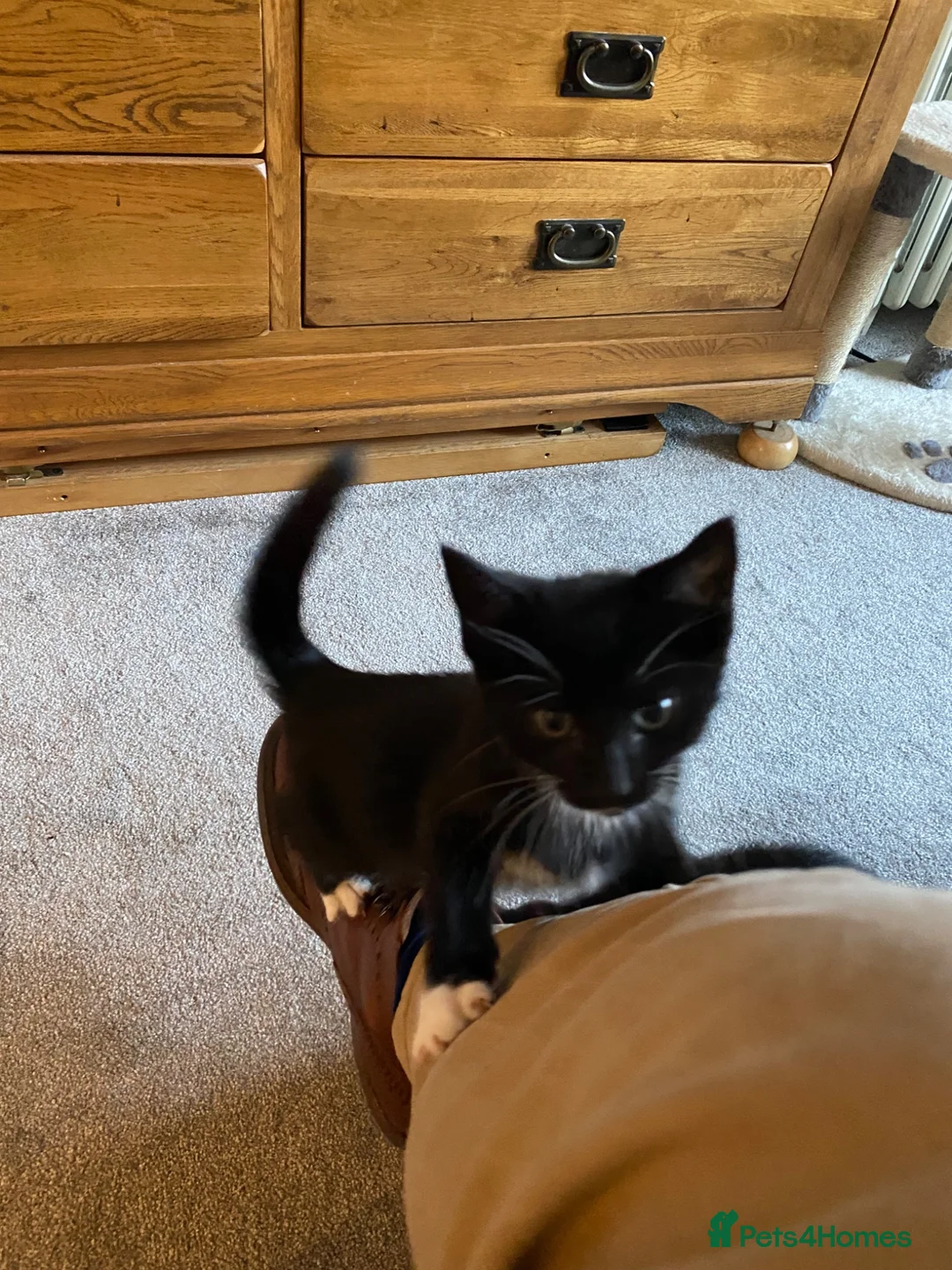 Mixed Breed cats for sale: Kittens ready now - Advert 7
