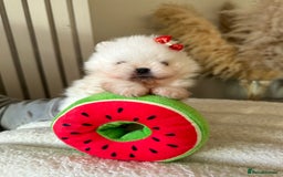 Pomeranian dogs for sale: Outstanding champion bloodline KC reg puppies  - Advert 4