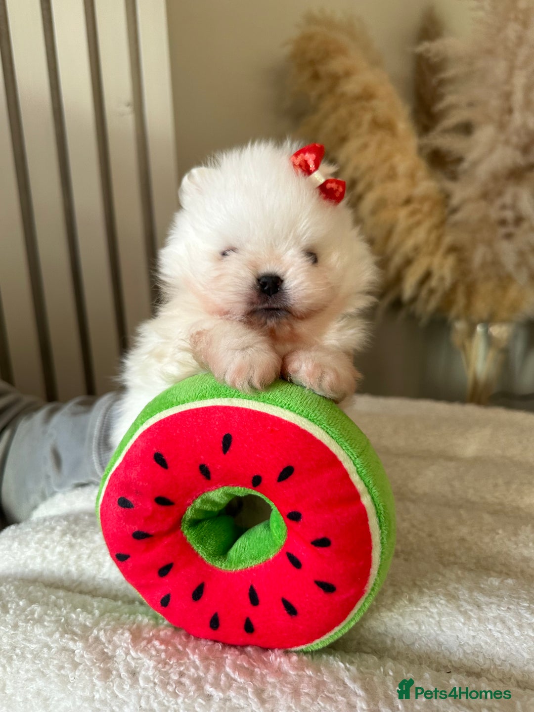 Pomeranian dogs for sale: Outstanding champion bloodline KC reg puppies  - Advert 4