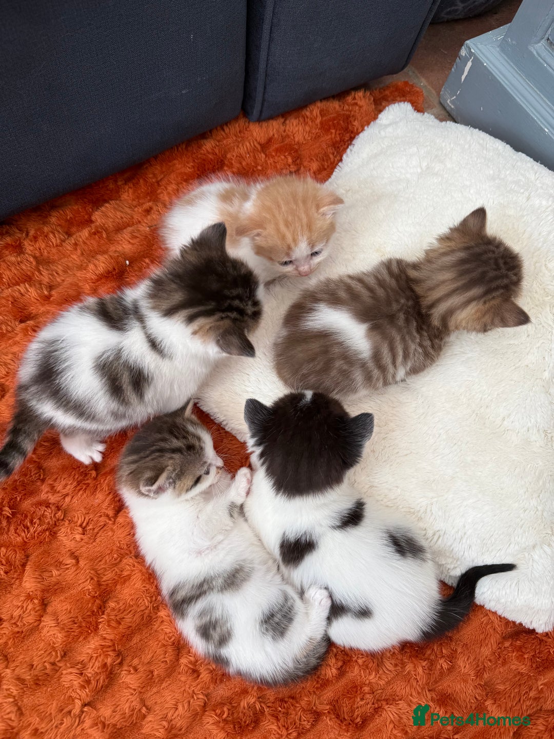 Norwegian Forest Cat cats for sale: 5 beautiful friendly boys - Image 14
