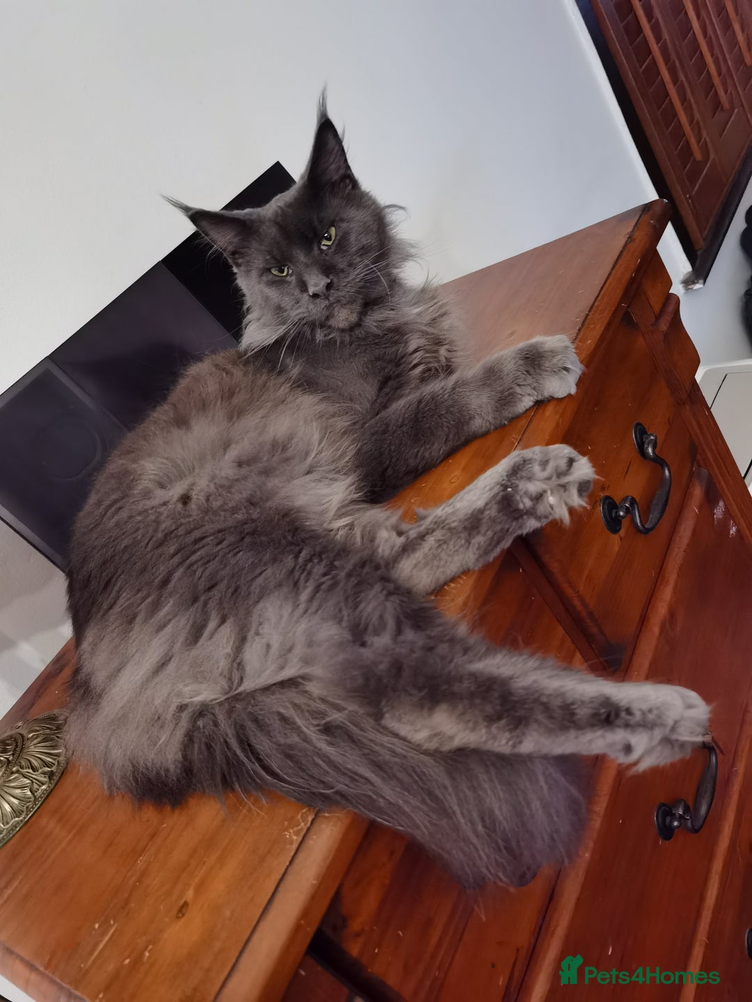 Maine Coon cats for sale: Four beautiful Maine Coon kittens-two girls left - Image 14
