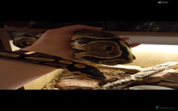 Python Snake reptiles for sale: Royal python for sale - Image 4