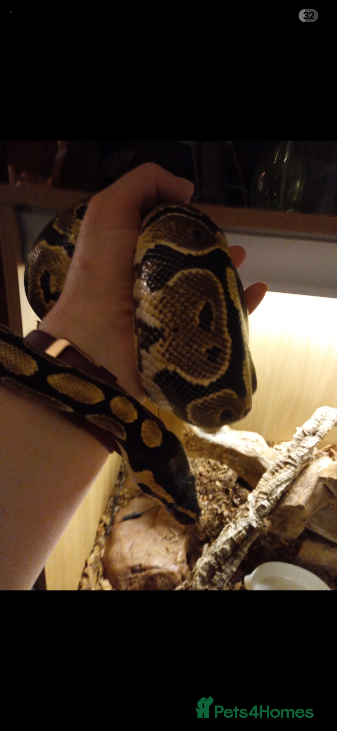 Python Snake reptiles for sale: Royal python for sale - Image 4