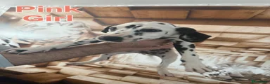 Dalmatian Puppy 2