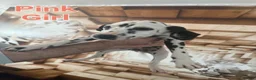 Dalmatian dogs for sale: 4 female Dalmatian puppies in Hull - Advert 5