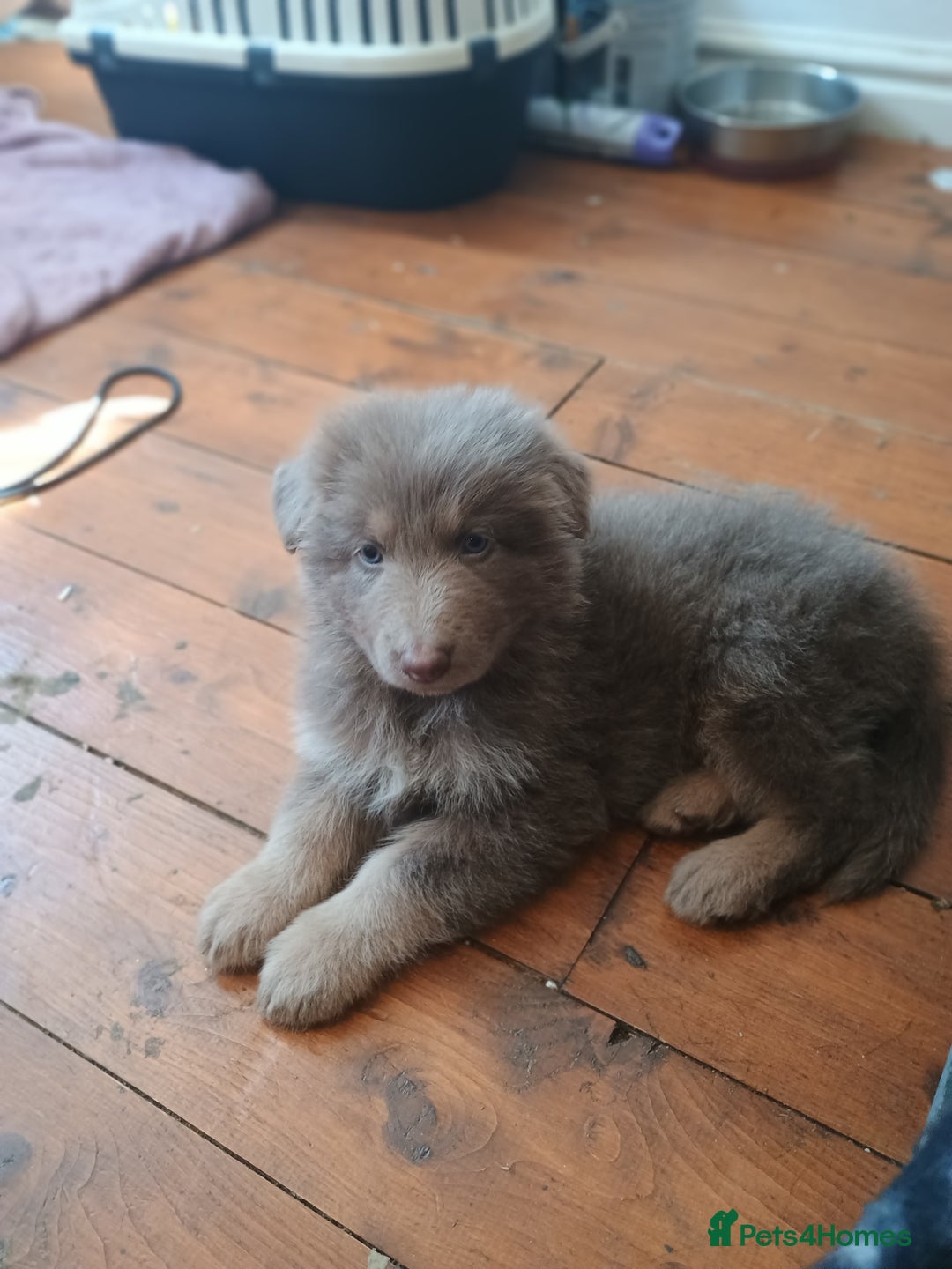 German Shepherd dogs for sale: 🌟ISABELLA GERMAN SHEPHERD PUPPIES 🌟 - Image 3