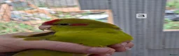 Parakeets birds for sale: Kakarikis males forsale - Advert 2