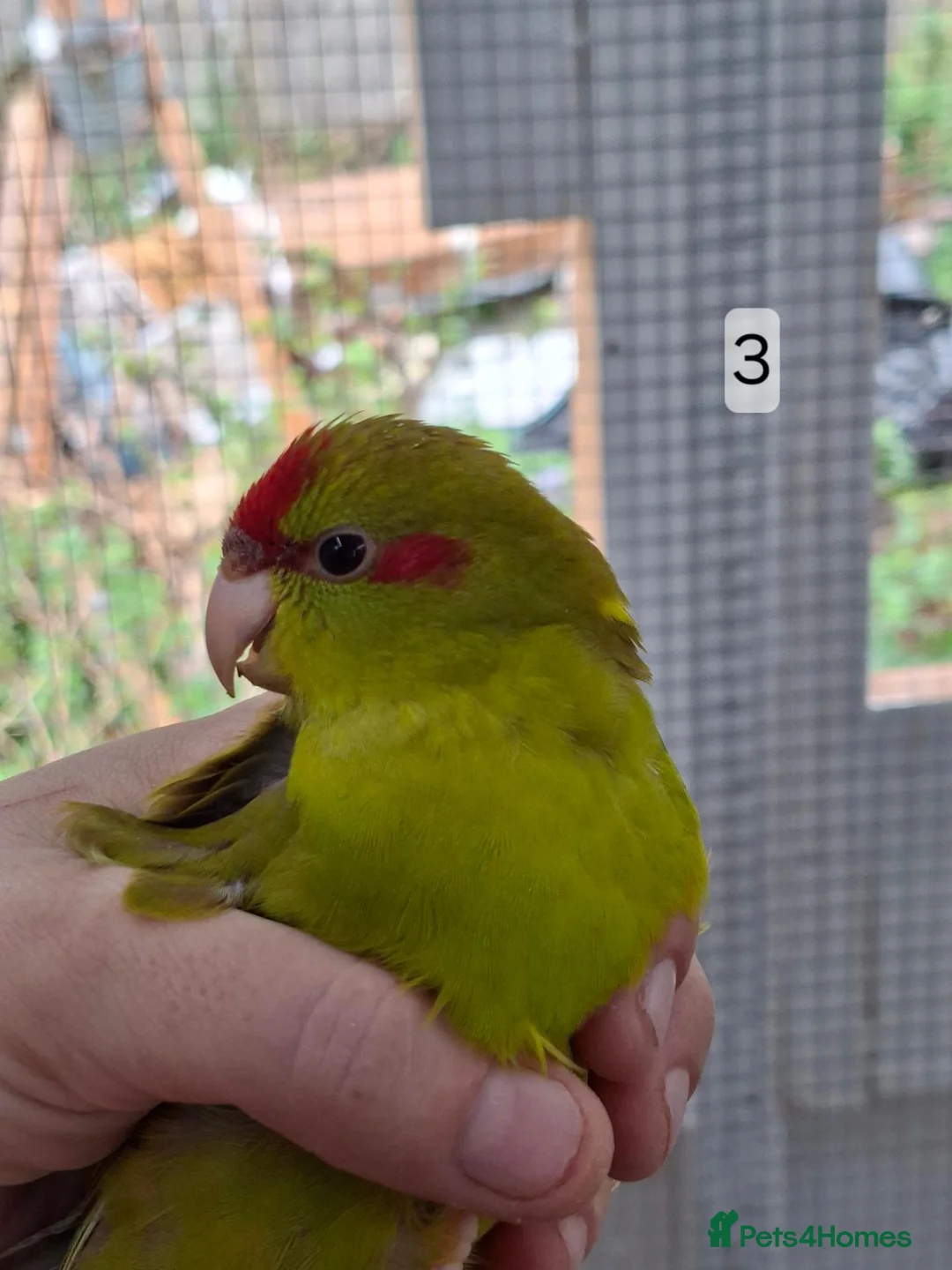 Parakeets birds for sale: Kakarikis males forsale - Advert 2