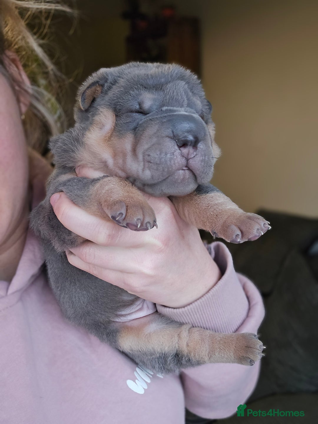Shar Pei dogs for sale: Beautiful litter of Shar Pei puppies!  - Advert 26