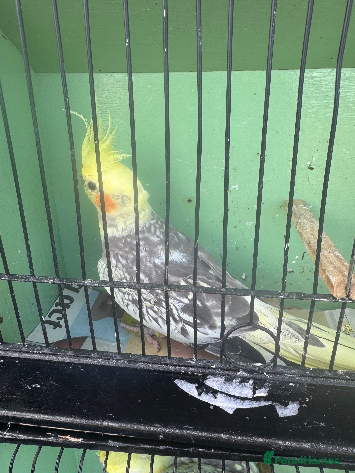 Cockatiels birds Cocktail for sale - Advert 15