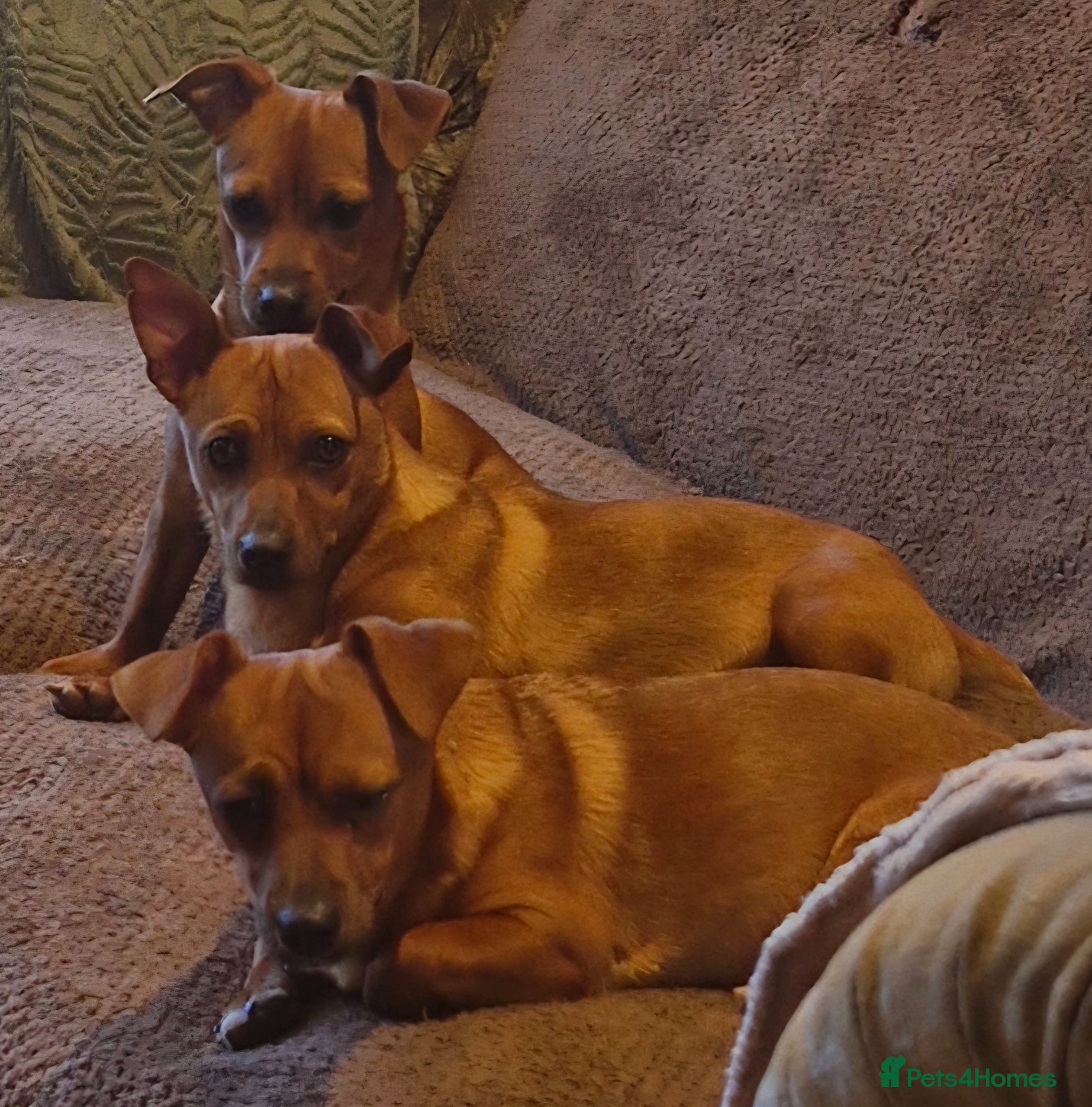 Jack Russell dogs Beautiful jack russels for sale  - Advert 1