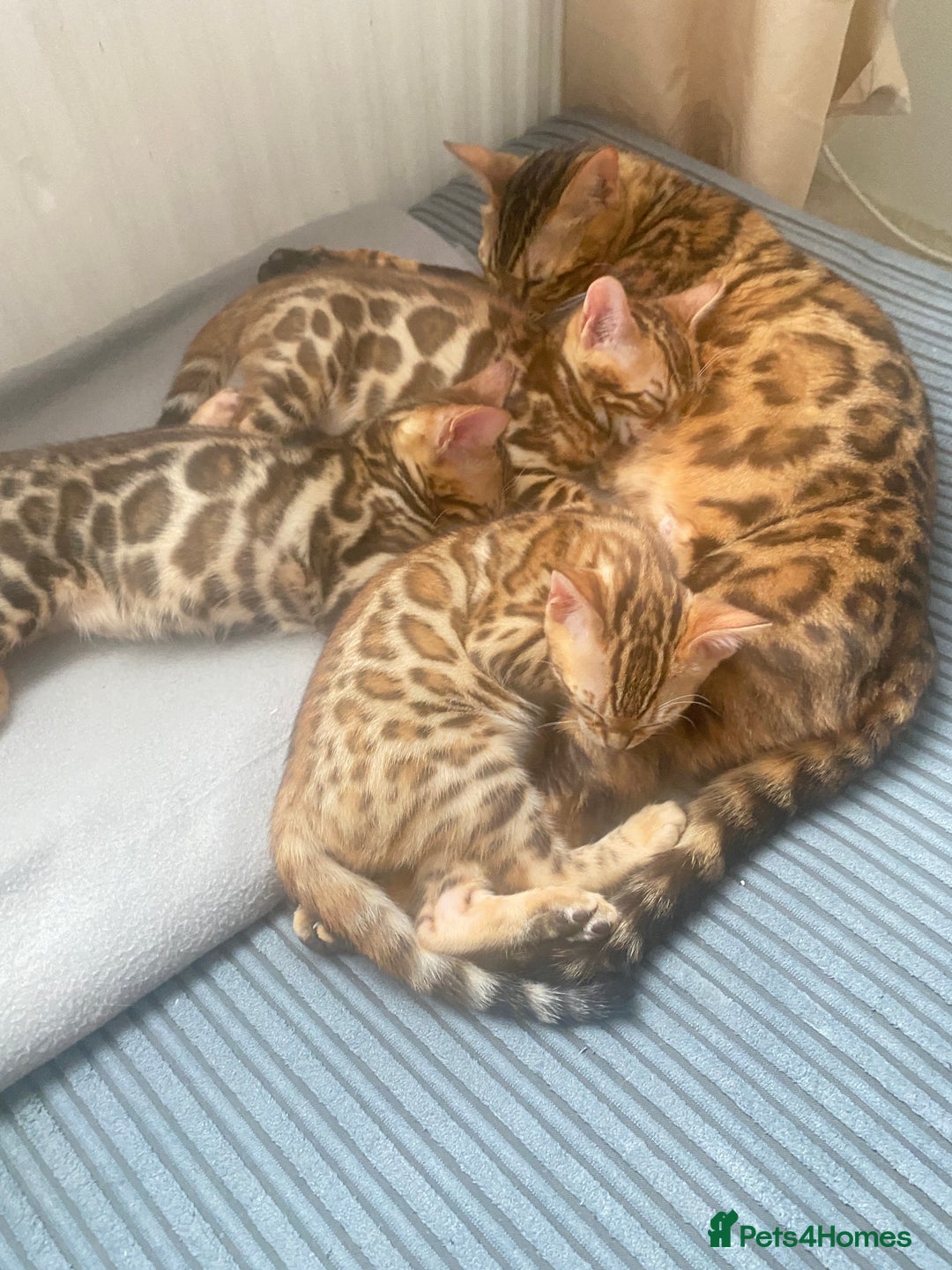 Bengal cats for sale: TICA register.ONLY 2 BOYS 🙀😺LEFT !!! in Northampton - Image 26