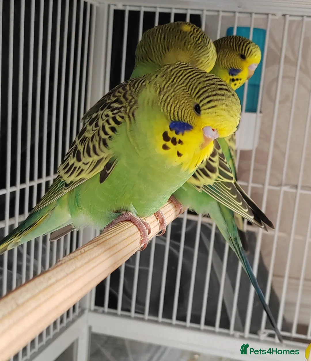 Budgerigars birds for sale: Beautiful Baby Budgies available  - Advert 2