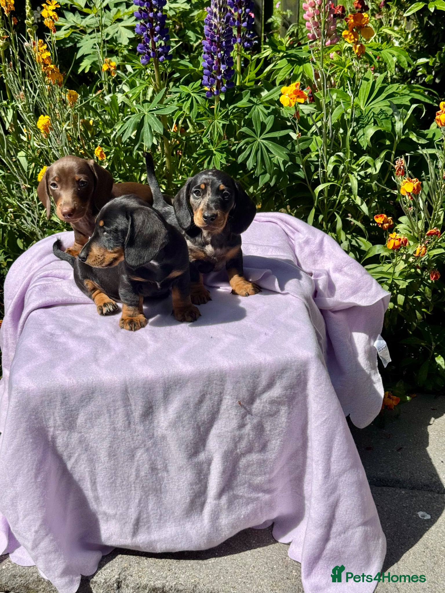 Miniature Dachshund dogs Boys kc reg dna tested mini dachshund puppies  - Advert 3