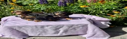 Miniature Dachshund dogs for sale: Boys kc reg dna tested mini dachshund puppies  - Advert 4