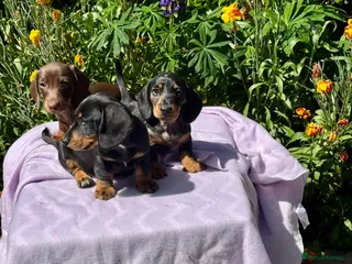 Miniature Dachshund dogs Boys kc reg dna tested mini dachshund puppies - Advert 3