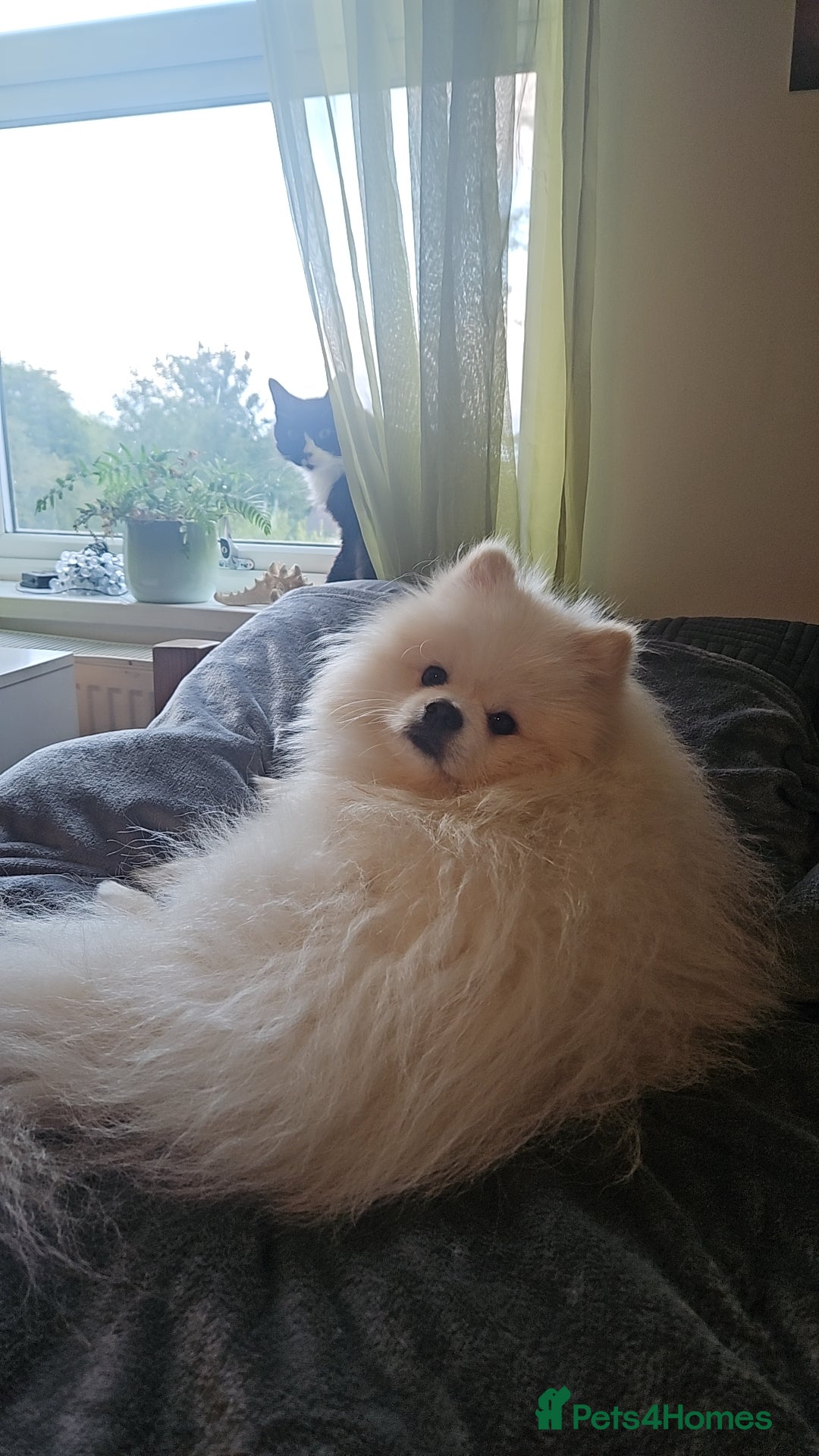 Pomeranian dogs Pomeranian Stud Service  Friendly Old Proven Male - Advert 1