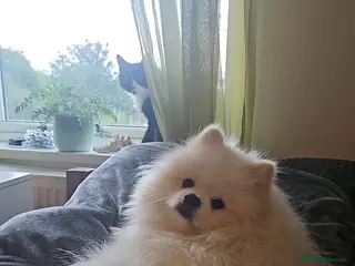 Pomeranian dogs Pomeranian Stud Service Friendly Old Proven Male - Advert 1