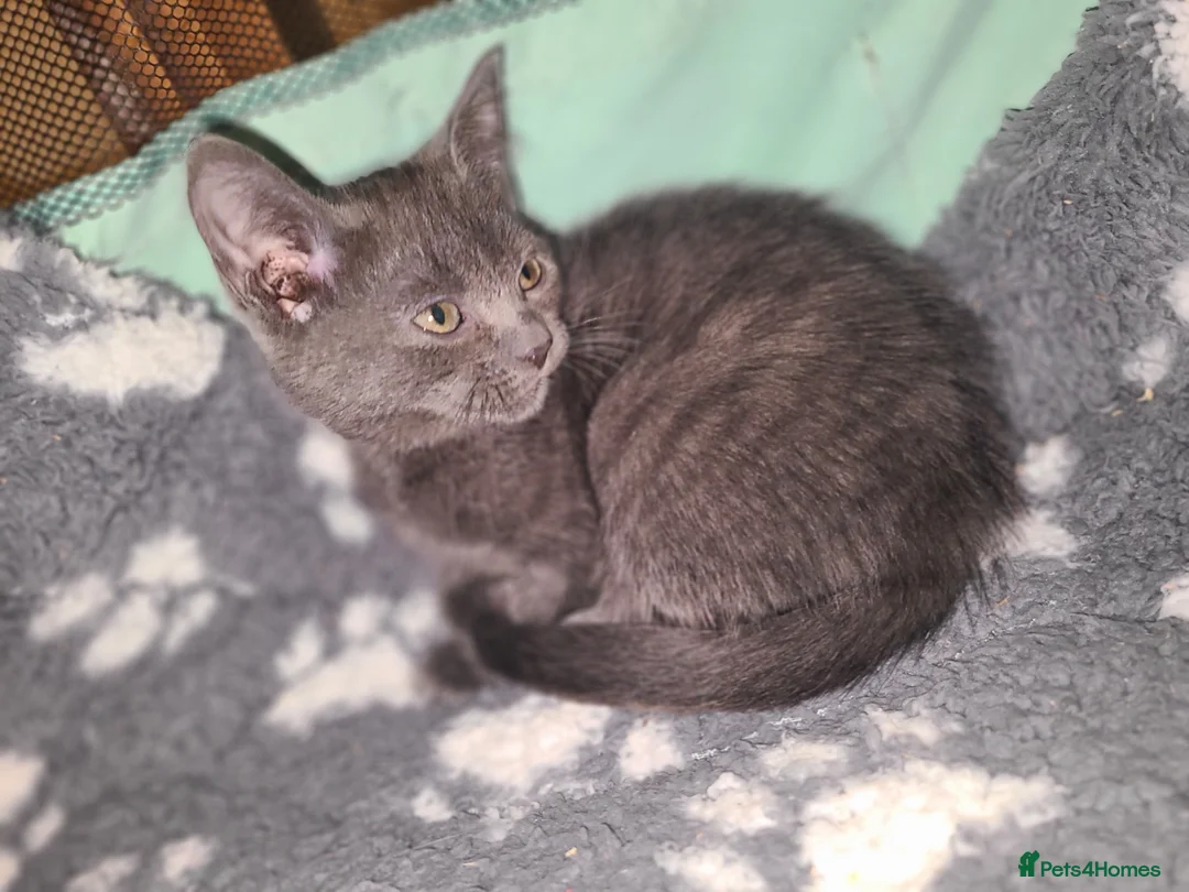 Mixed Breed cats for sale: Lilac girl kitten  - Advert 2