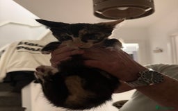 British Longhair cats for sale: 4 beautiful kittens 11 weeks old!  - Advert 2