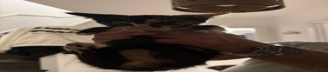 British Longhair Kitten 3