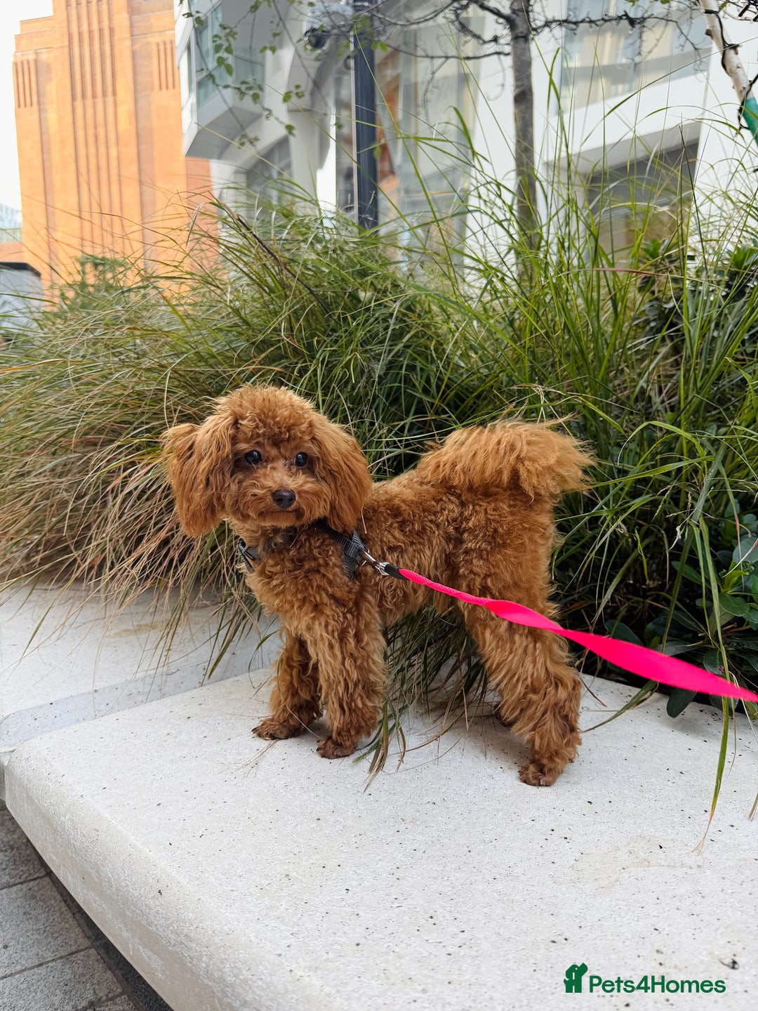 Toy Poodle dogs for sale: Toy Poodle Girl – Looking for a Loving Home - Image 3