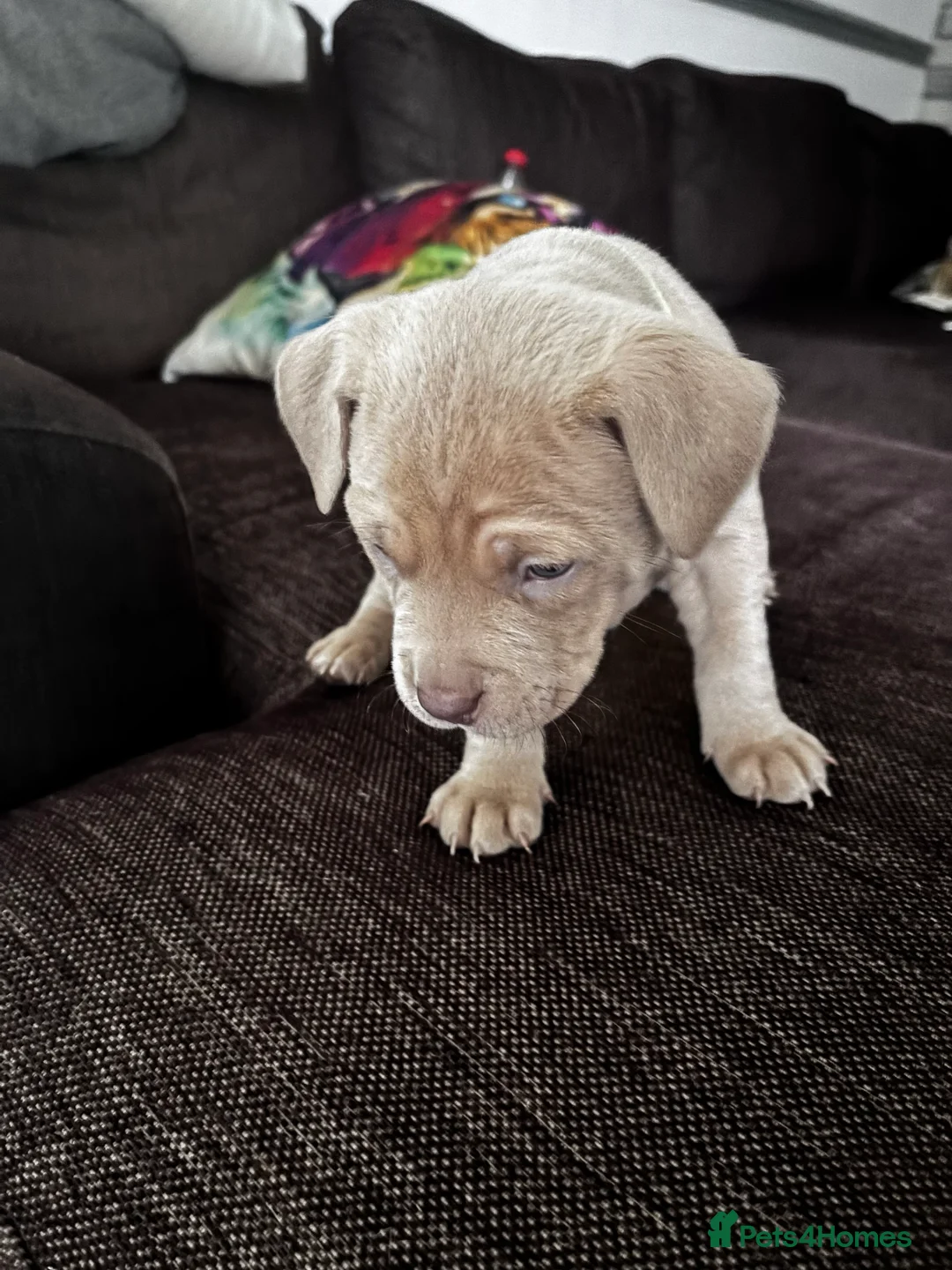 American Bully dogs for sale: Pocket bully pups ready for they forever home  - Advert 12