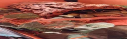 Corn Snake reptiles for sale: Corn snake  - Advert 3