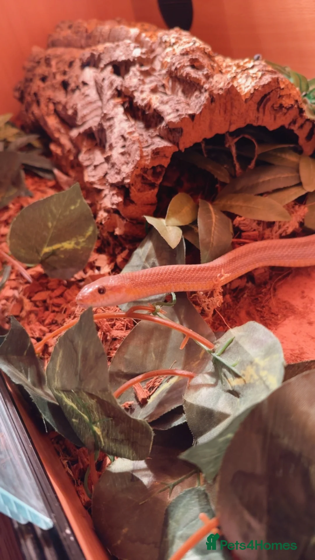 Corn Snake reptiles for sale: Corn snake  - Advert 3
