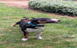 Miniature Bull terrier dogs for sale: Miniature bull terrier  - Image 3