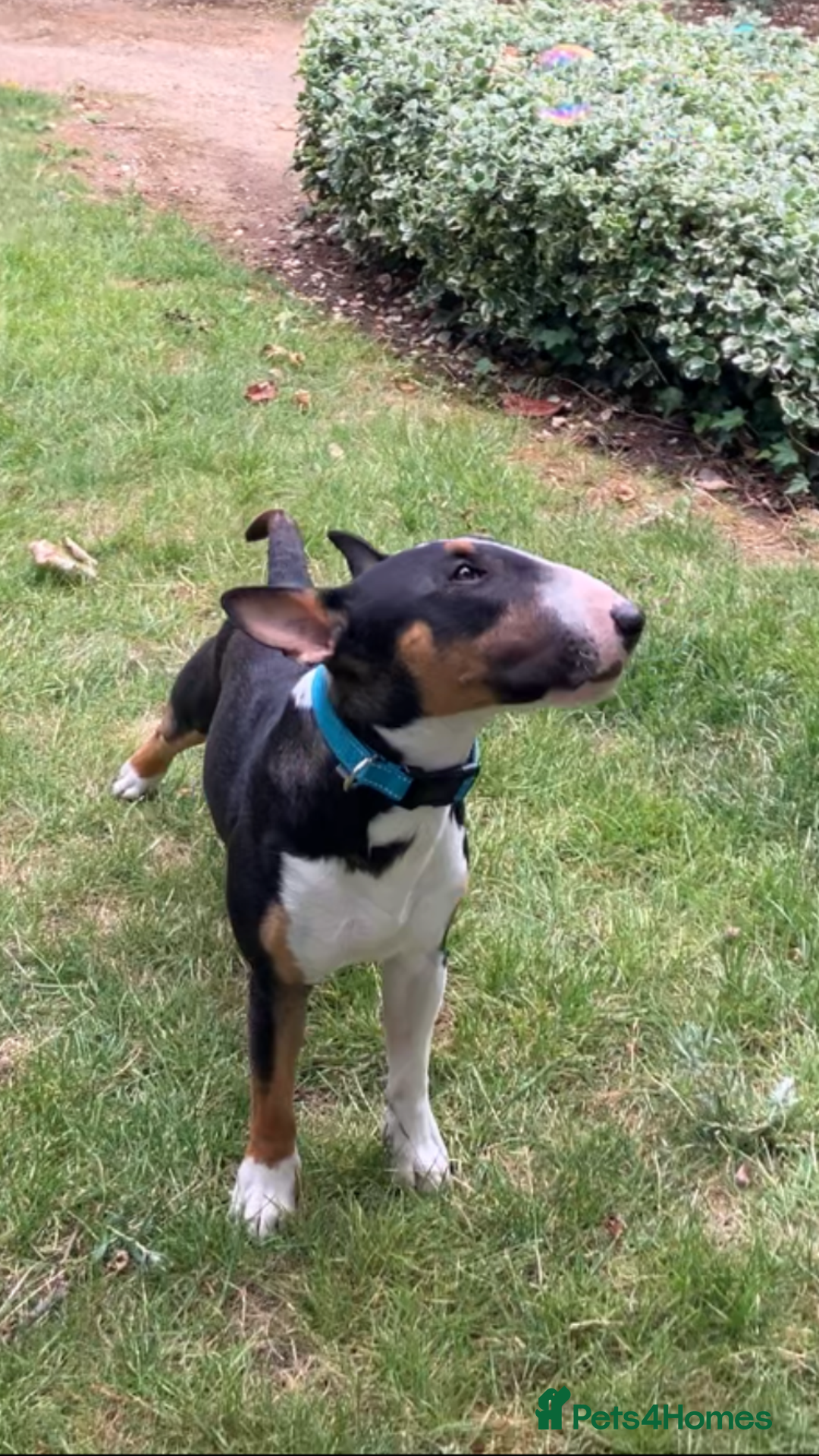 Miniature Bull terrier dogs for sale: Miniature bull terrier  - Image 3
