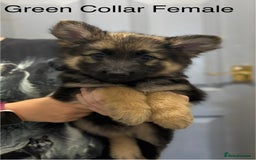 German Shepherd dogs for sale: 7 Beautiful Straight Backed German Shepherds💙🩷 - Image 2
