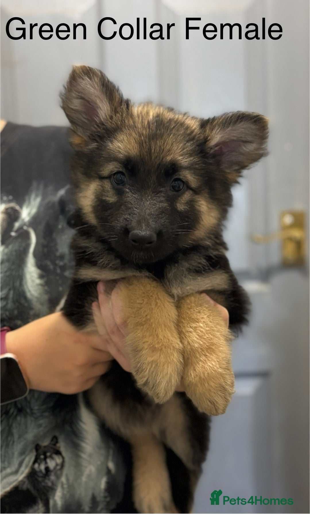 German Shepherd dogs for sale: 7 Beautiful Straight Backed German Shepherds💙🩷 - Image 2