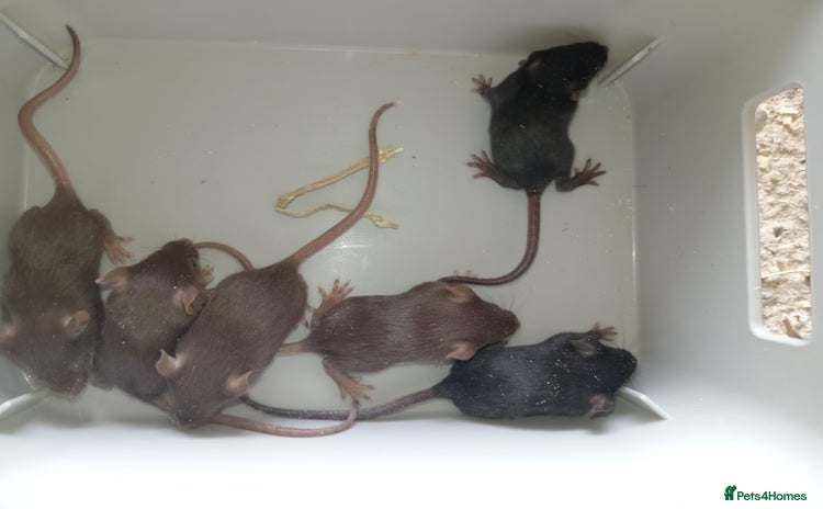 Mouse rodents - Advert 1