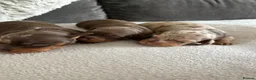 Miniature Dachshund dogs for sale: Miniature daschund  - Advert 6
