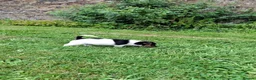 Jack Russell dogs for sale: Jack Russell pups  - Advert 4