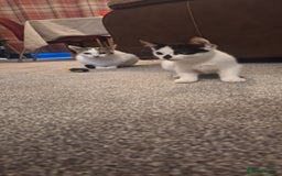 Mixed Breed cats for sale: 3 black and white kittens  - Image 8