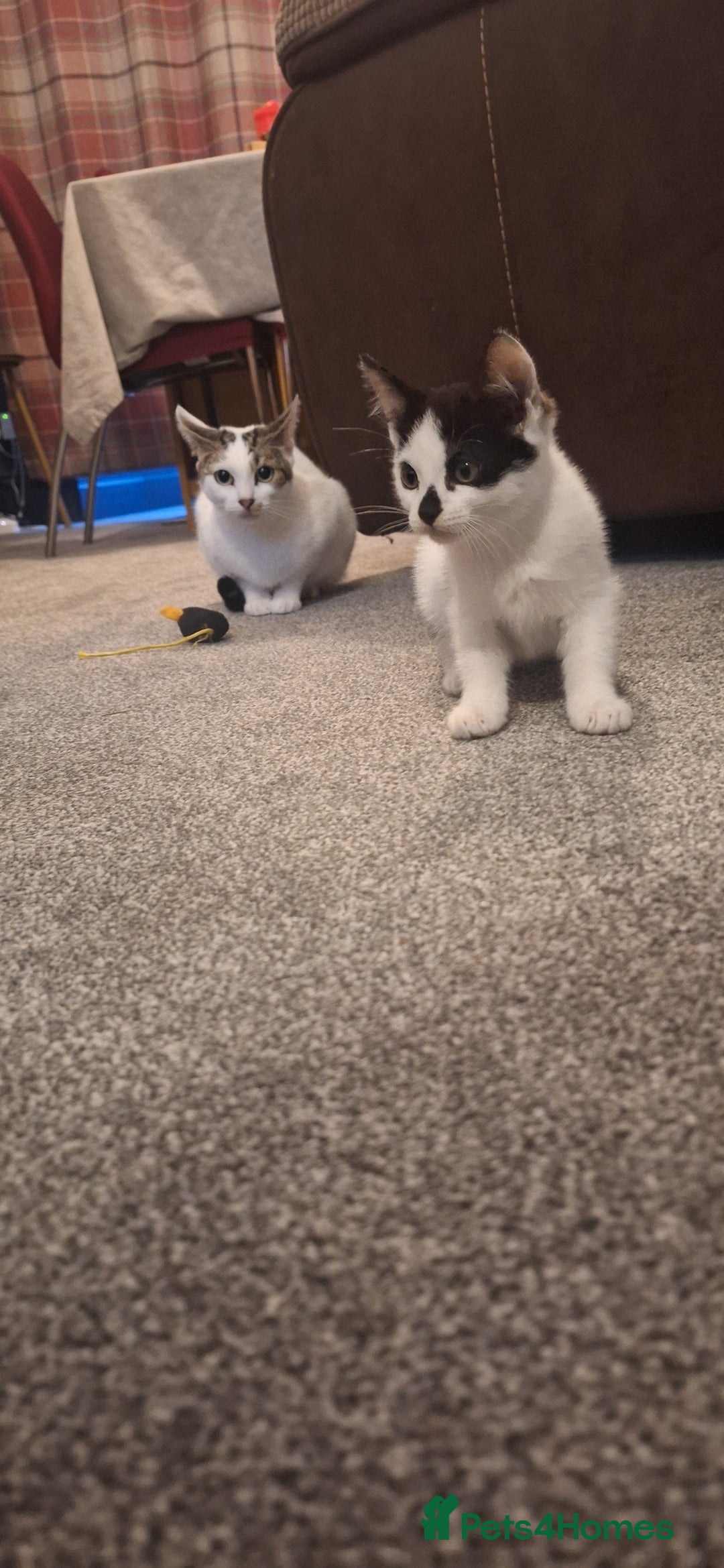 Mixed Breed cats for sale: 3 black and white kittens  - Image 8