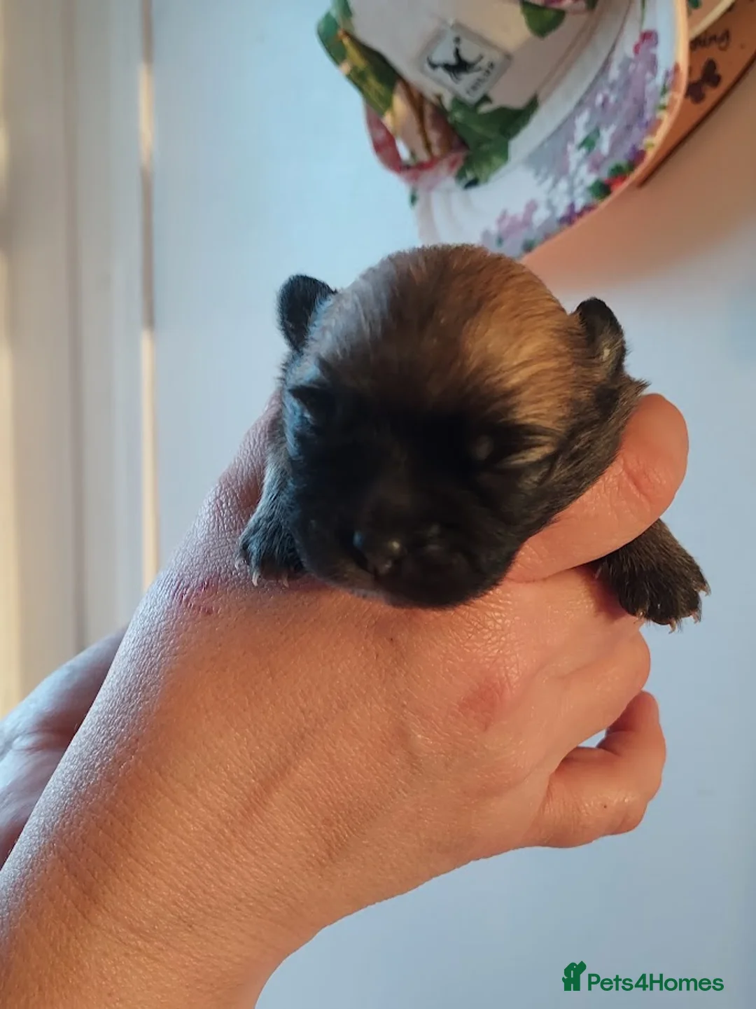 Pomchi dogs for sale: Three Beautiful Pomchi Puppies in Aylesbury - Advert 12