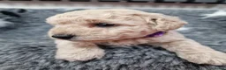 Poochon dogs for sale: Health-Tested Poochon Puppies – Ready 29th May in Carmarthen - Advert 24