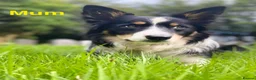 Border Collie dogs for sale: Gorgeous Handsome Tri colour Border Collie male  - Advert 4