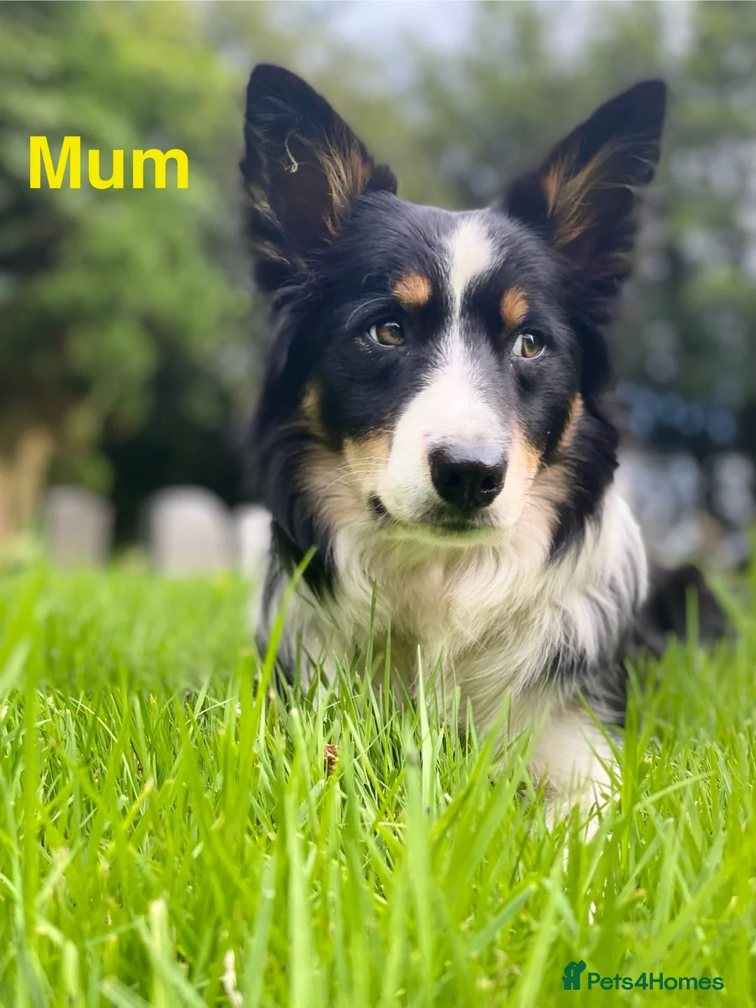 Border Collie dogs for sale: Gorgeous Handsome Tri colour Border Collie male  - Advert 4