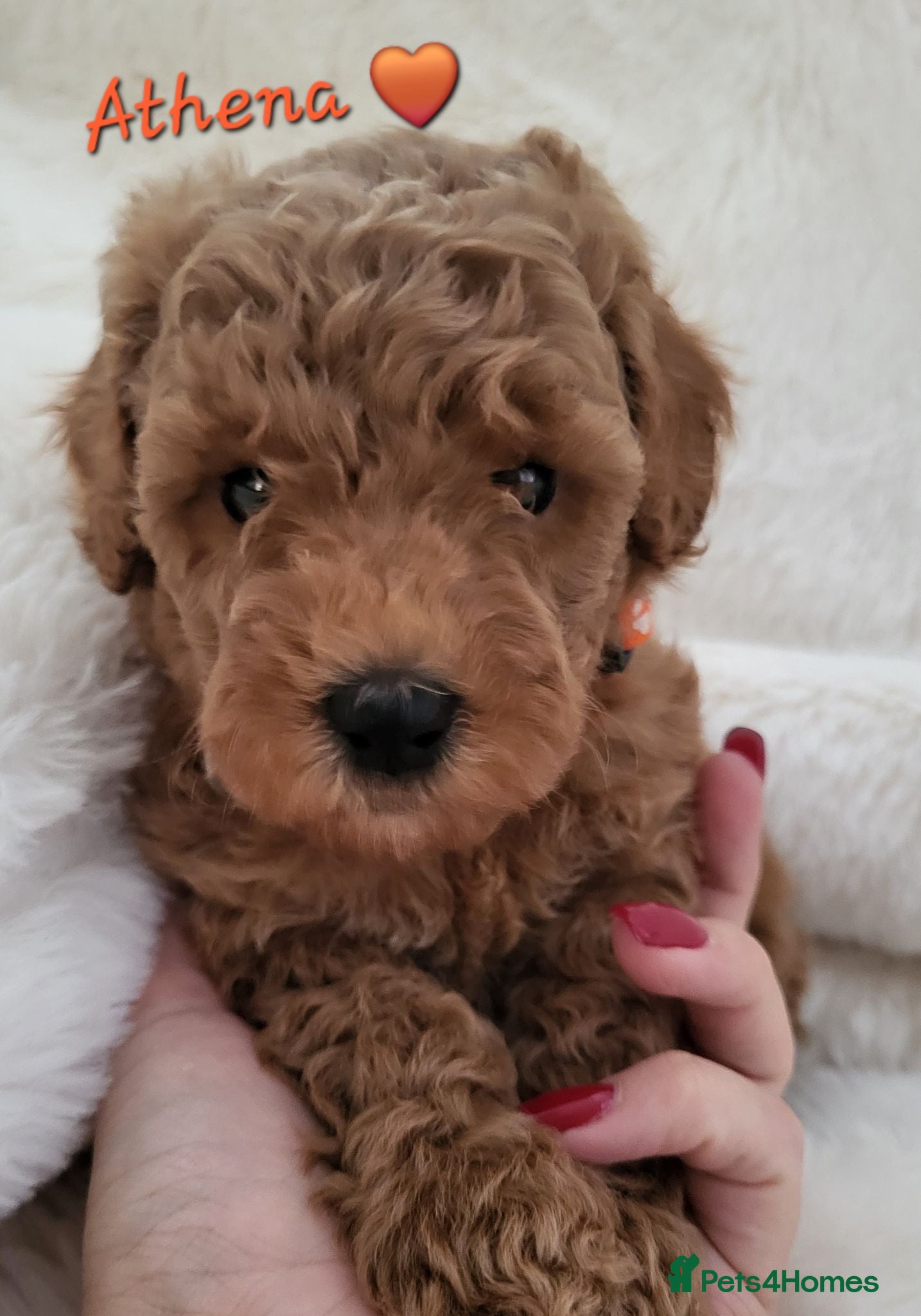 Cockapoo dogs Beautiful Home-Raised F1b toy Cockapoo Puppies  - Advert 1