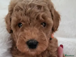 Cockapoo dogs Beautiful Home-Raised F1b toy Cockapoo Puppies - Advert 1