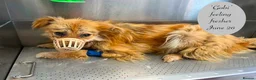 Mixed Breed dogs for adoption: Gobi-2 1/2 yr little fella-Available for adoption  in Brixham - Advert 17