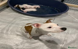 Staffordshire Bull Terrier dogs for sale: Staffordshire Bull terrier Puppies  - Image 2